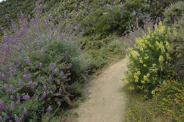 Soberanes Canyon 032.jpg